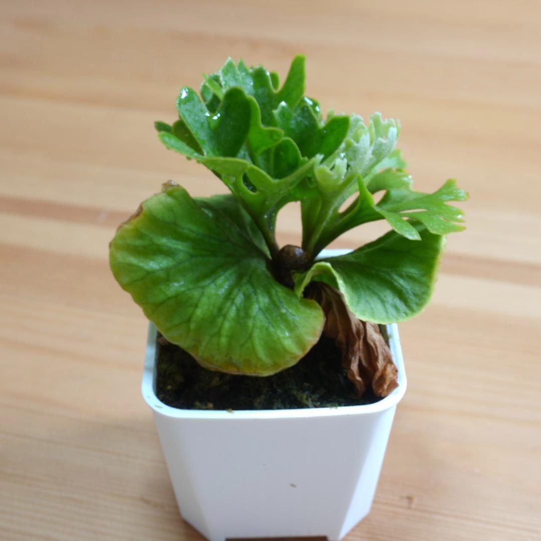 P.Ridleyi dwarf silver リドレイドワーフシルバー