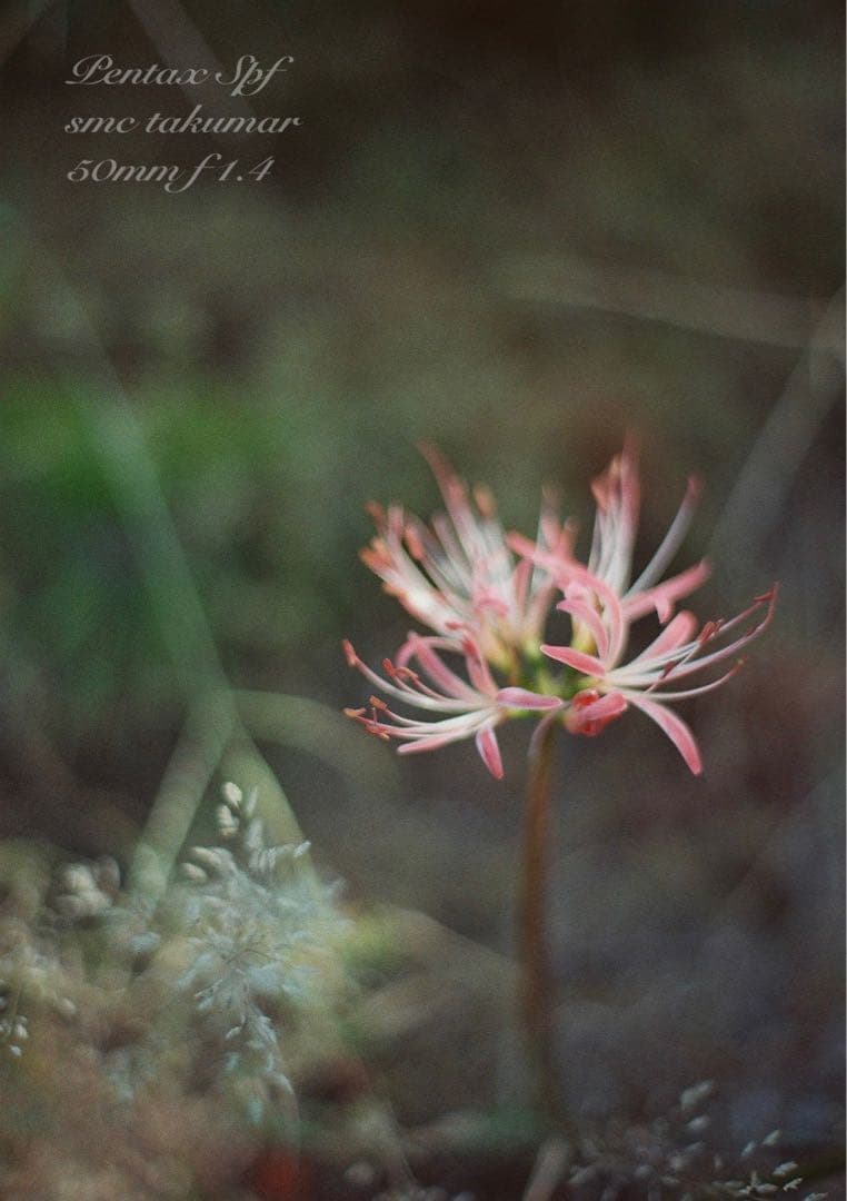 超美品＊完動品★PENTAX SPF BLACK★f1.4★初期保証＊作例多数！