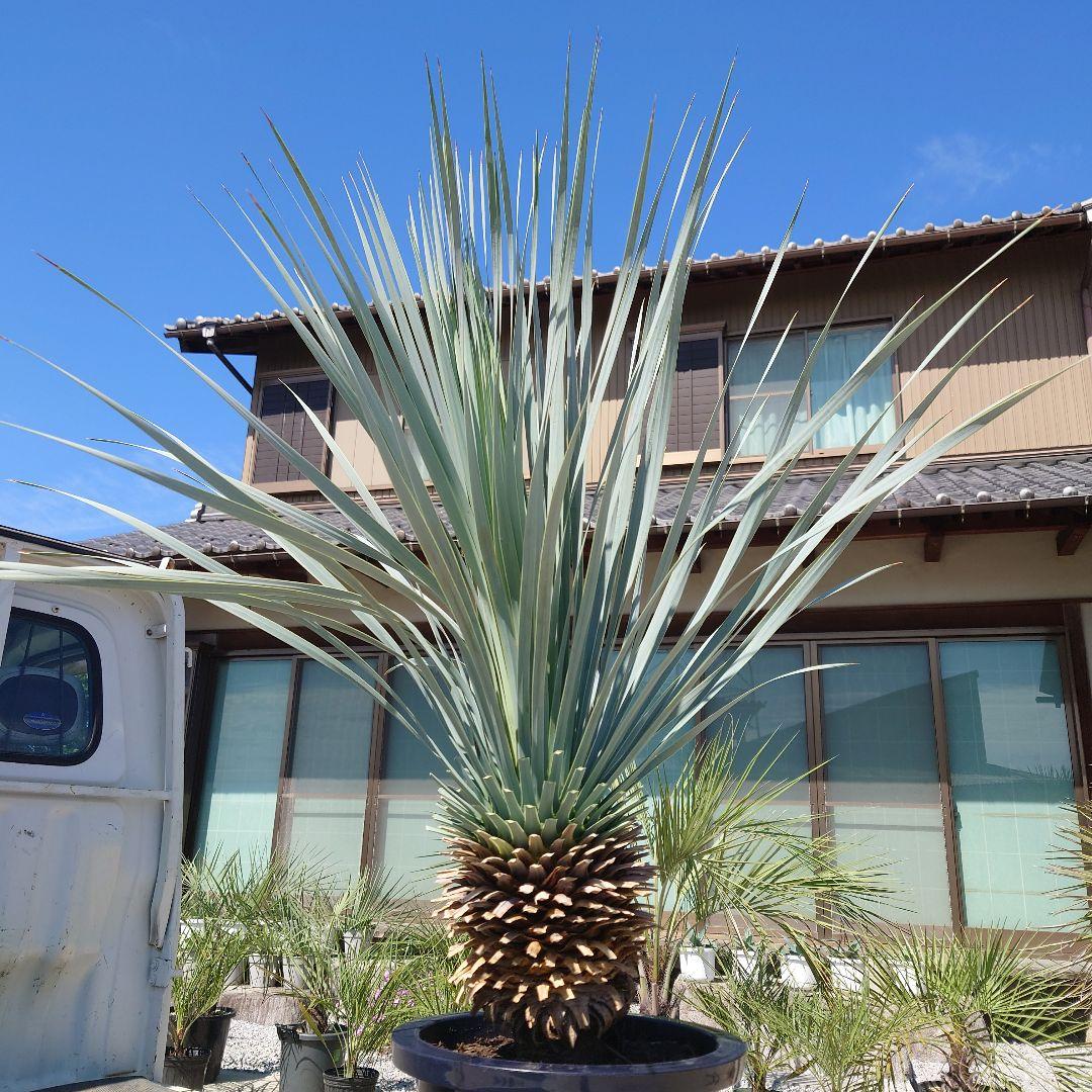 ユッカ ロストラータ《H=約1.15m・10号》274