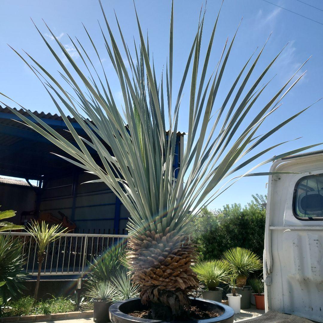 ユッカ ロストラータ《H=約1.15m・10号》274