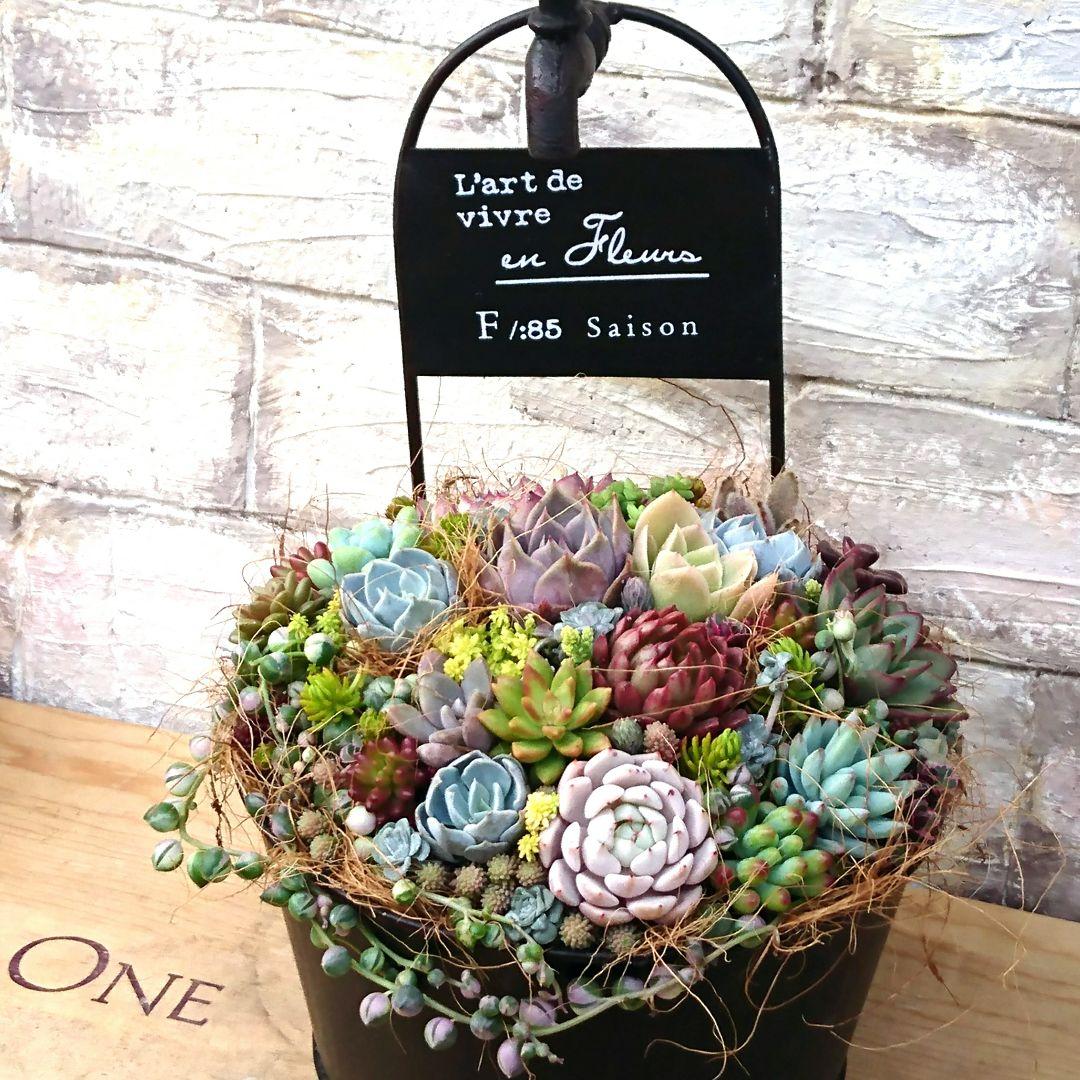 ！wyvern様！特大ブラック ブリキ 多肉植物 寄せ植え♪