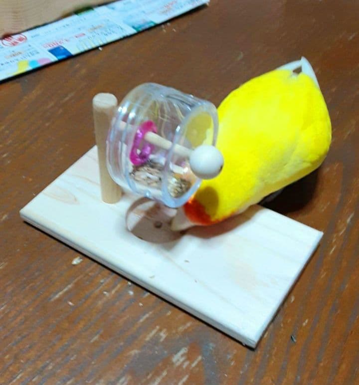 D20　⭐　ミラーボードとフォージングトイセット(大)⭐　インコ　バードトイ