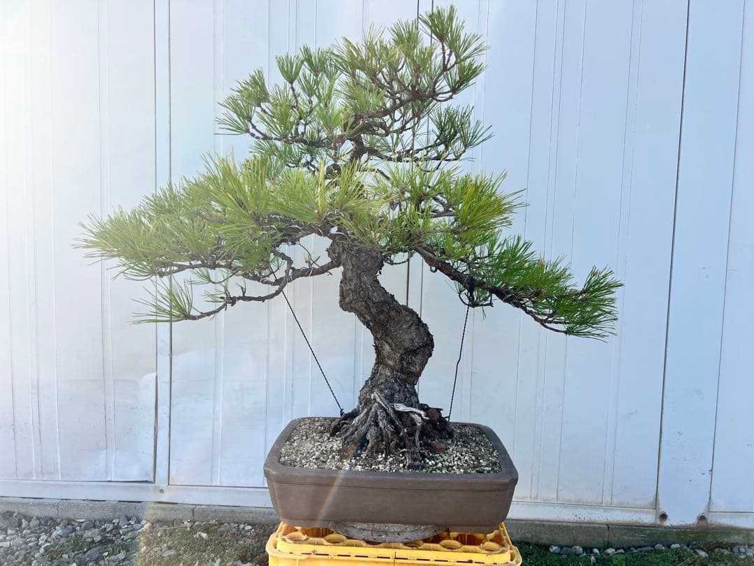 黒松　盆栽　模様木　樹齢70年程