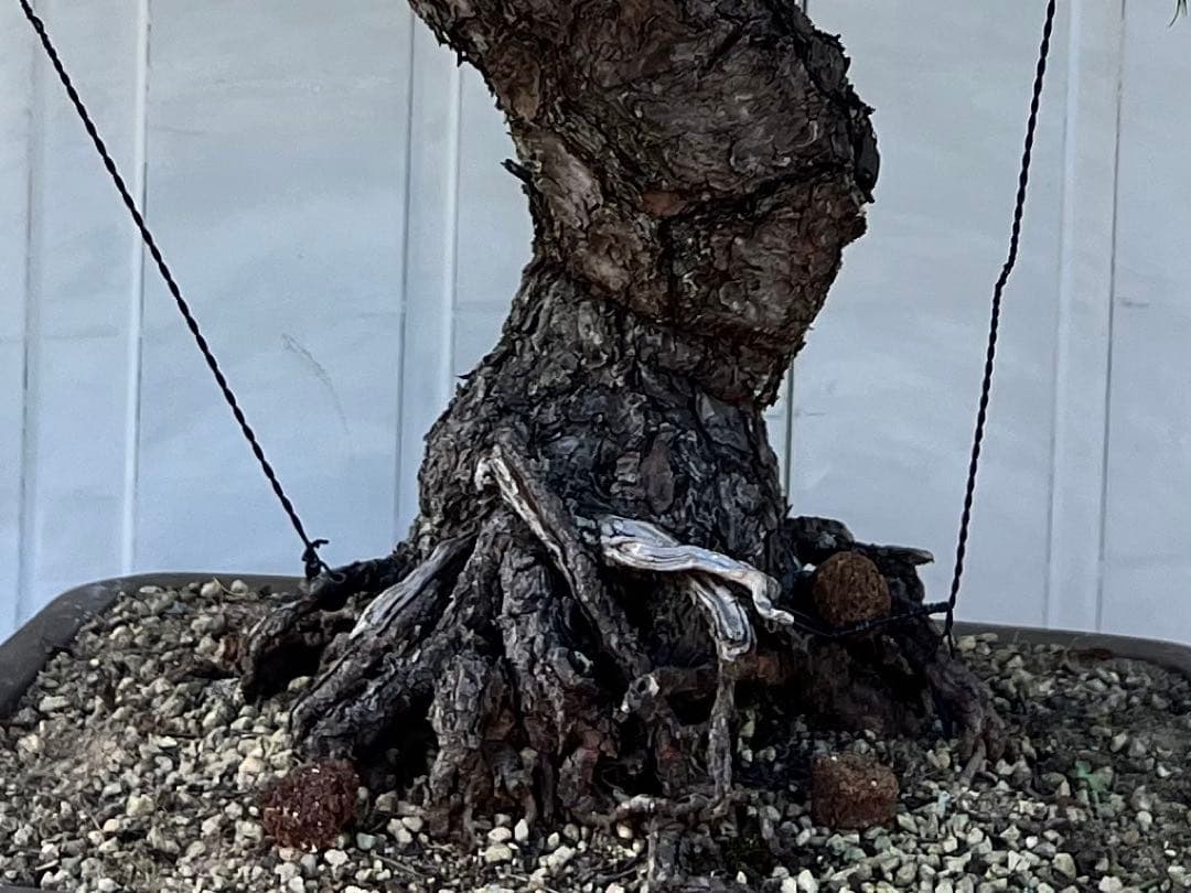 黒松　盆栽　模様木　樹齢70年程