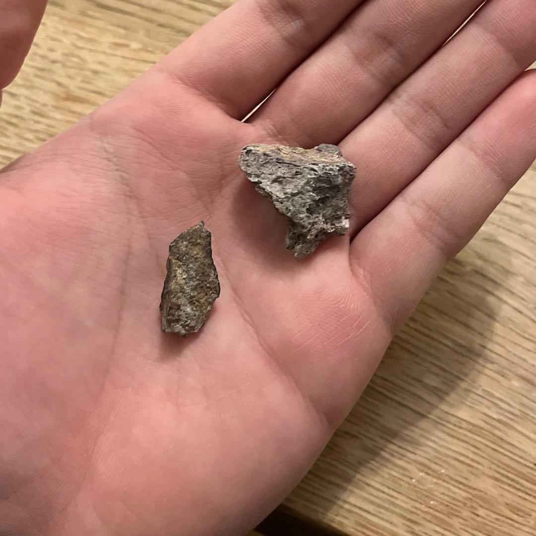 超希少！　ノドサウルスの装甲板とアンキロサウルスの装甲板