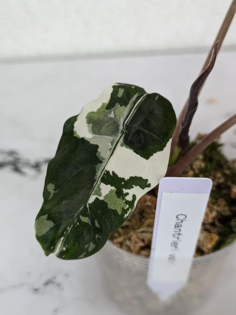 【レア】アロカシア　シャントリエリ　斑入り