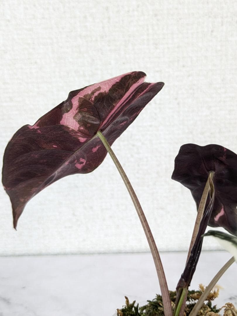 【レア】アロカシア　シャントリエリ　斑入り