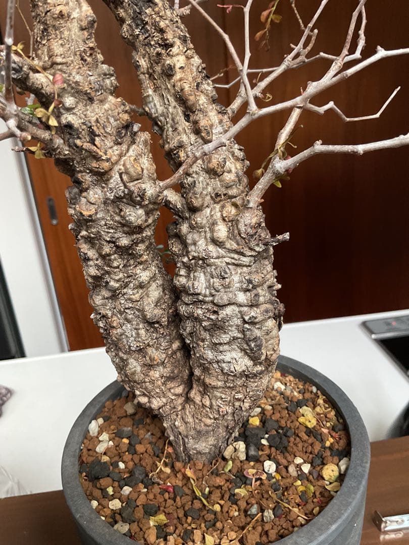 オペルクリカリアパキプス　双頭　2頭　現地球　発根済　みやび鉢付