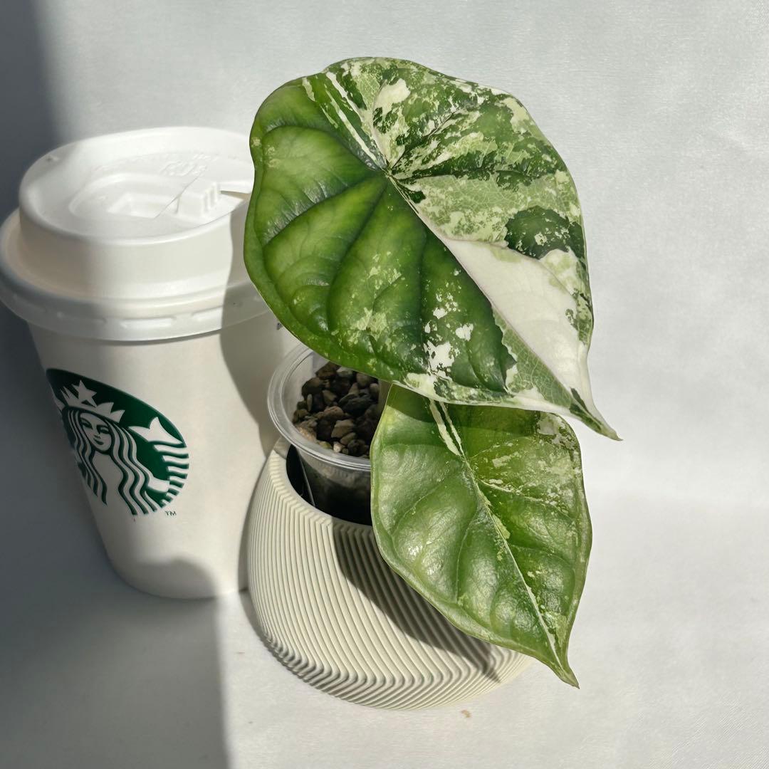 Alocasia Dragon Scale Variegata 【3】
