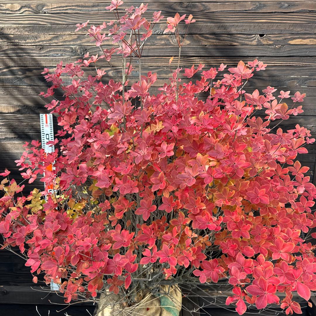 シロヤシオツツジ/特大株【現品発送】管理70740