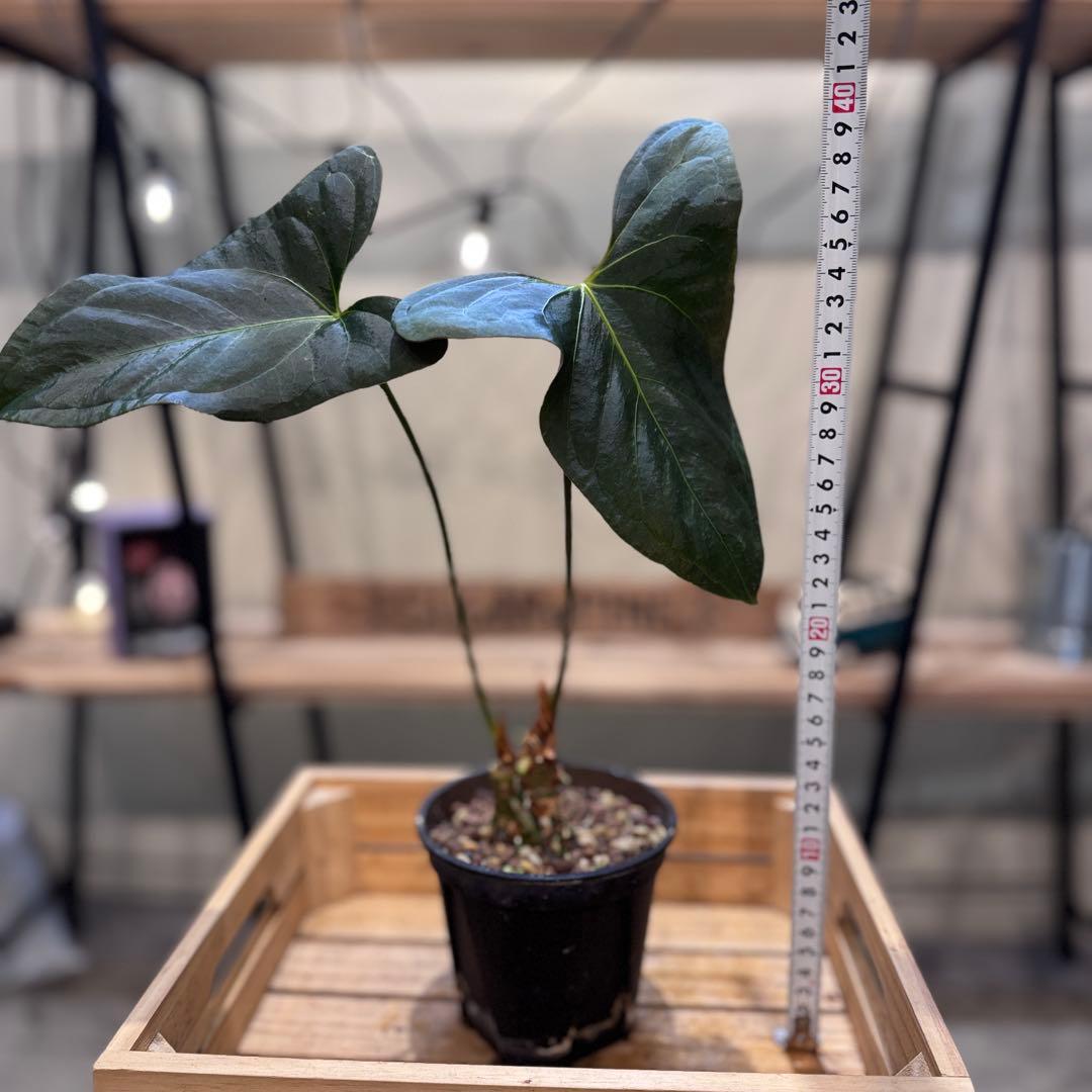 K*N様 30 アンスリウム　サブシグネイタム　原種　激レア　色濃いめ　株分可能