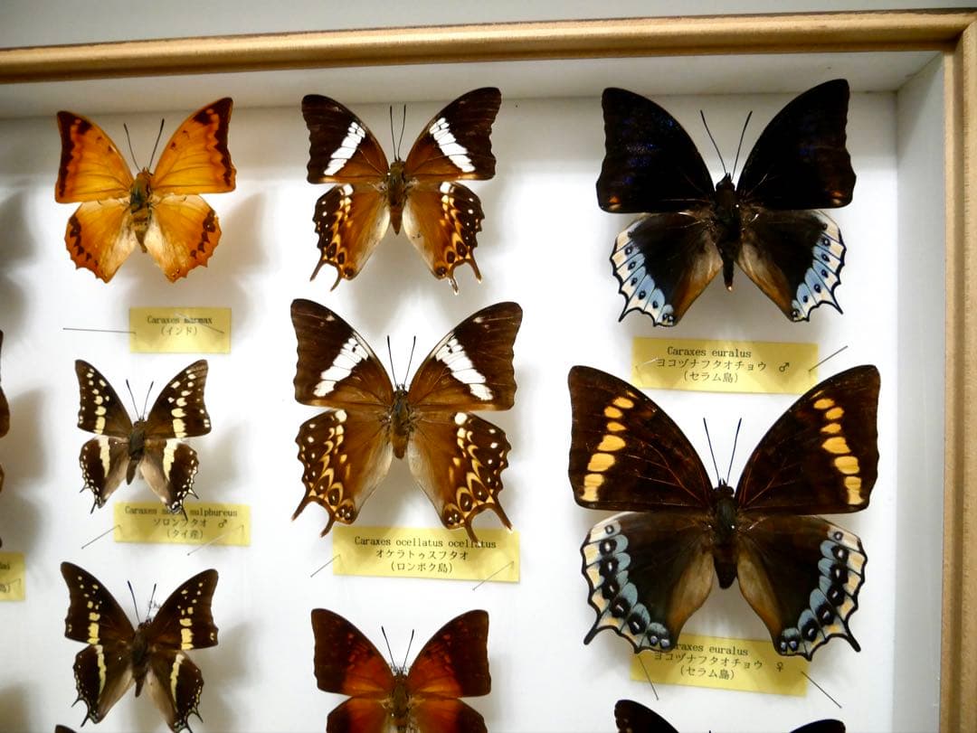 蝶標本 Caraxes フタオ 東南アジア①研究産地別コレクション 大型ドイツ箱