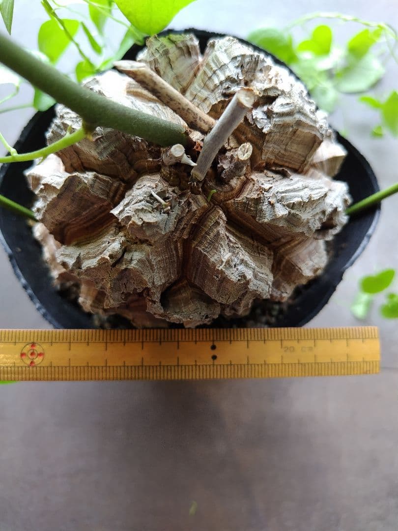 長谷川園芸亀甲竜　4寸