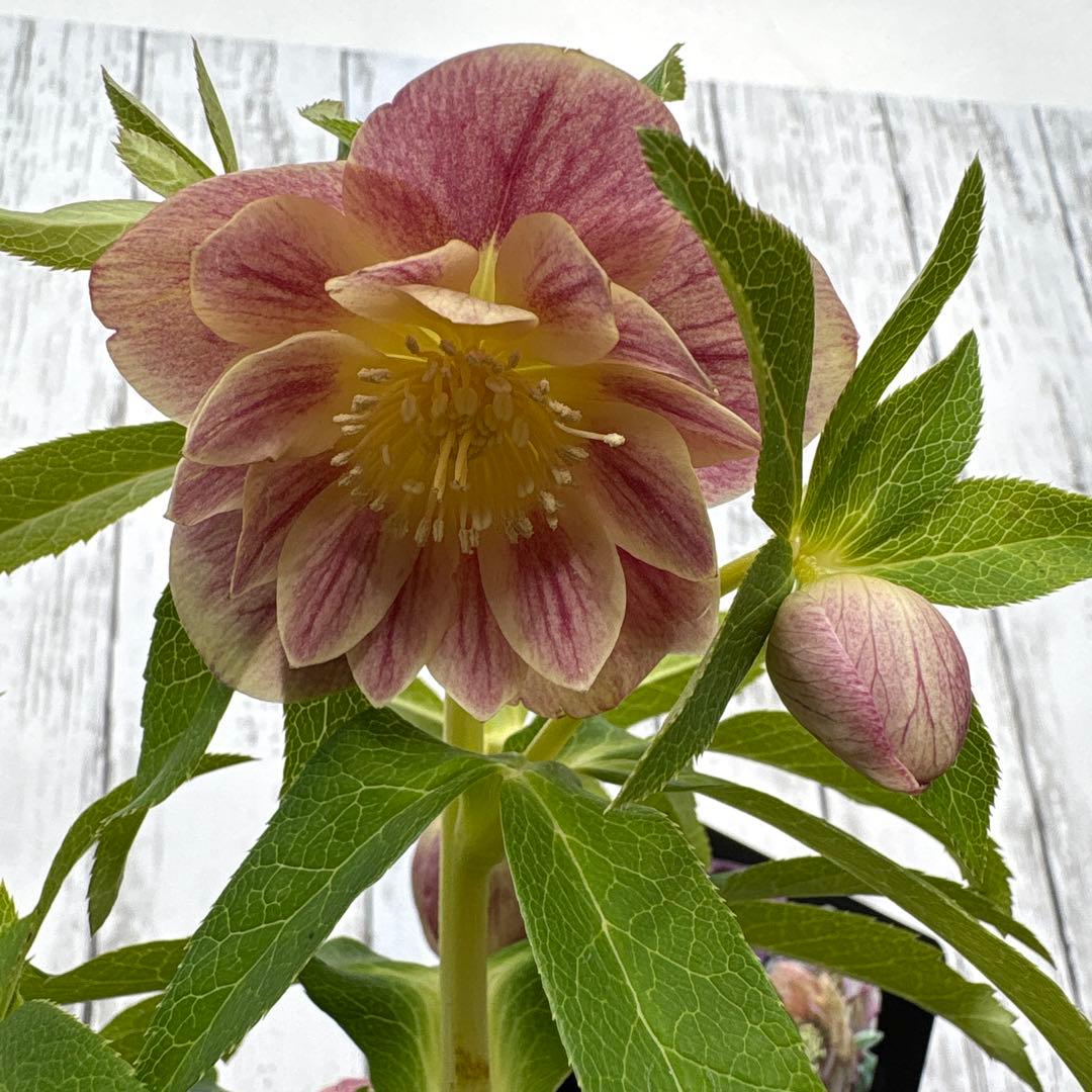 クリスマスローズ苗　ウィンターシンフォニー　蕾付きです