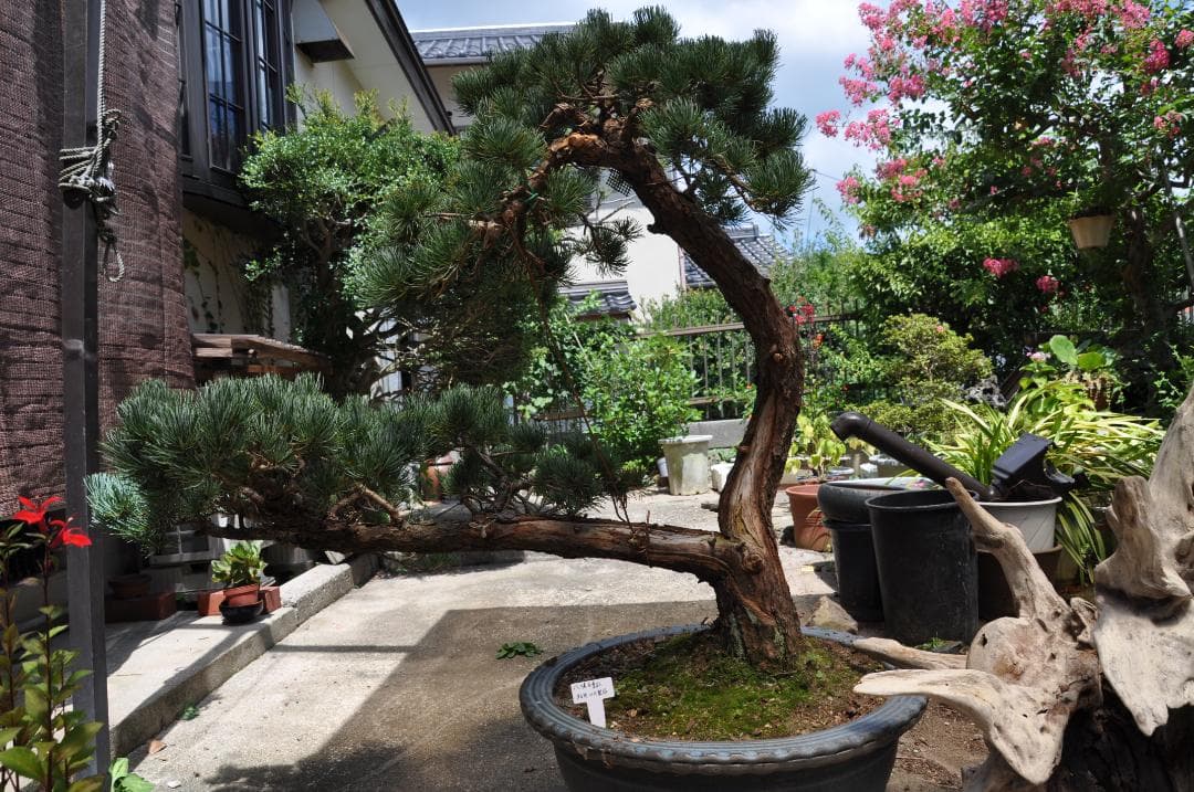 大型盆栽：四国石鎚系八房五葉松／山取後50年以上