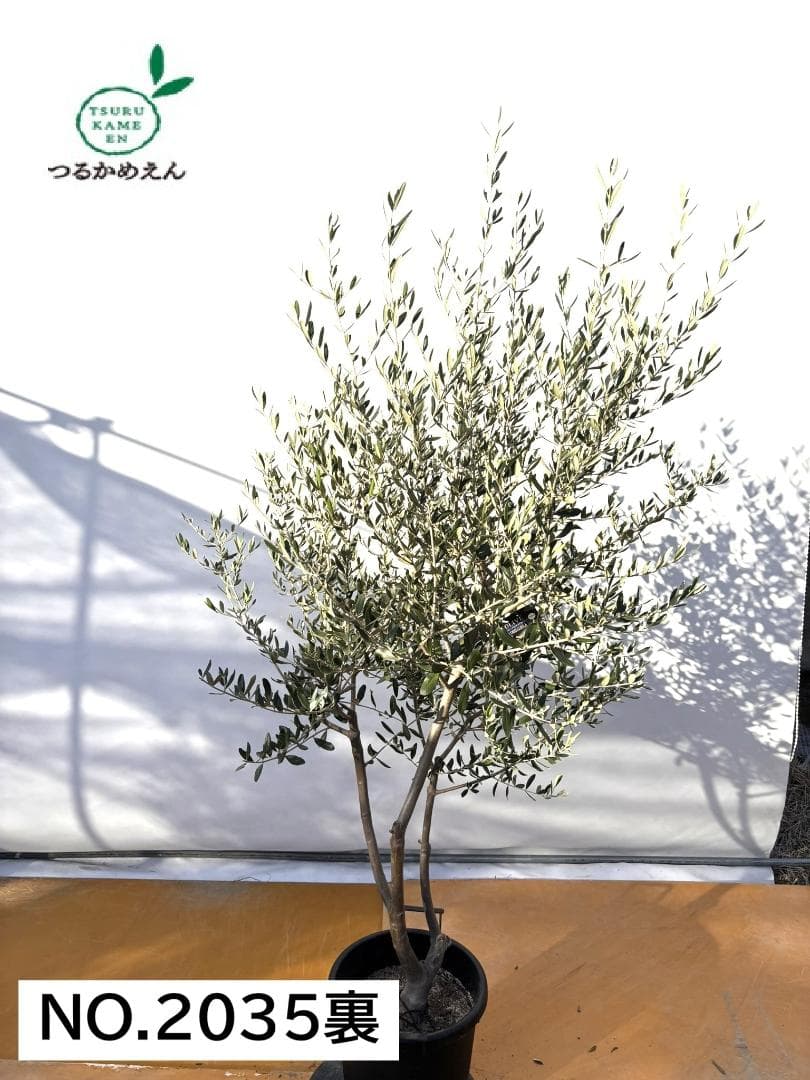 オリーブの木　コレッジョラ　約200cm　NO.2035　大型　現品掲載