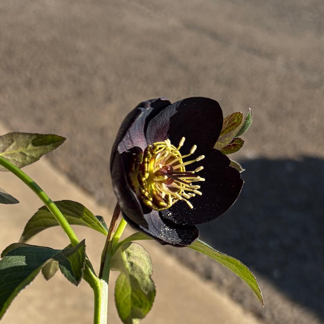 クリスマスローズ　開花株　sdブラックグリーンリップ