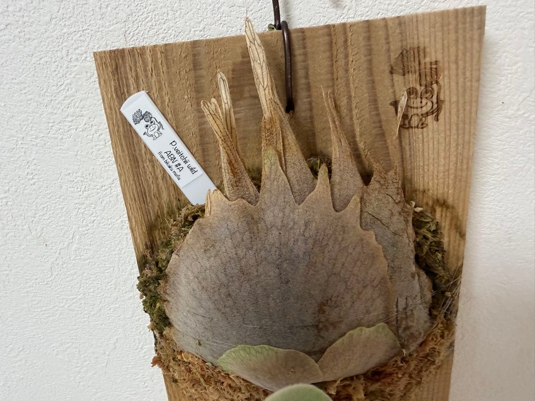 オリジナル 子株 veitchii wild ABN #A ビカクシダ OC