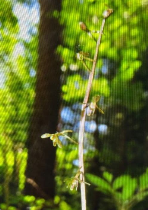 植キチのタケちゃん様まとめ買い専用です。