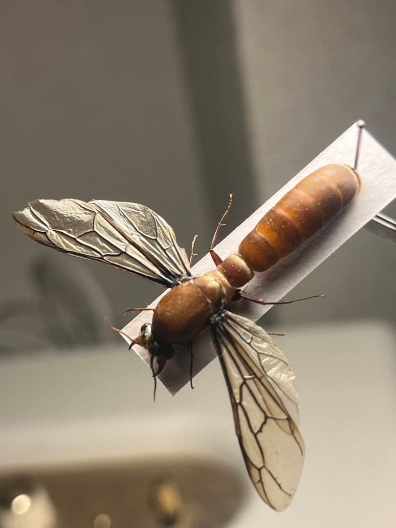 【開翅標本】サスライアリの一種 ドライバーアリ Dorylus fulvカマキリ