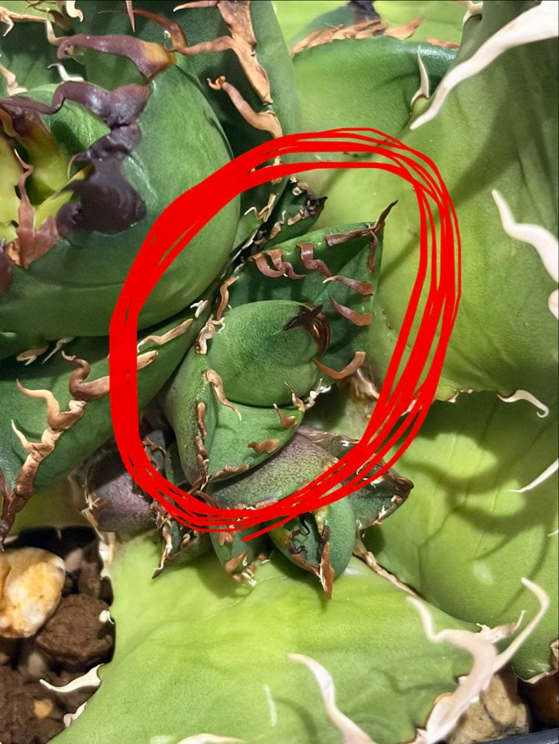 アガベ　オテロイ　実生　コレクション　唯一無二　わしゃわしゃ　オアハカ　チタノタ