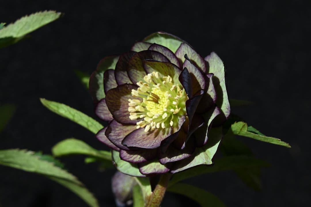 クリスマスローズ　認定Wild　Collection　加藤農園