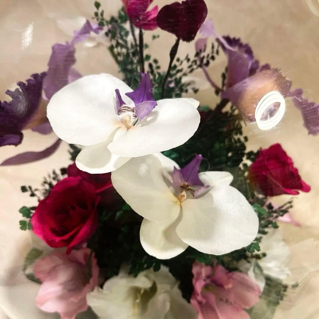 ≪レンデフロール≫カトレア・胡蝶蘭・バラ・グラジオラス （C-V）　LL