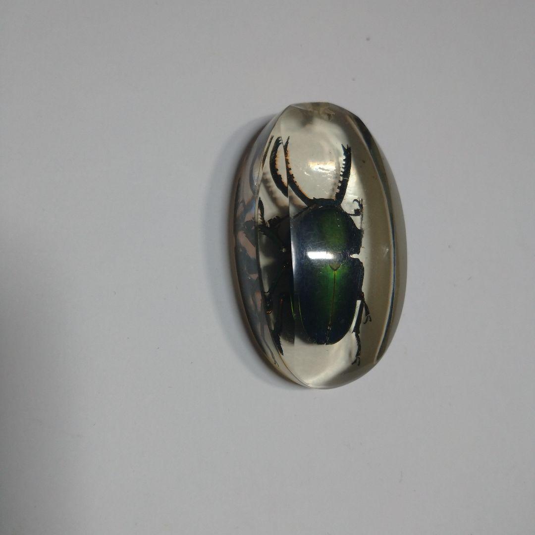 昆虫標本 クリスタルガラス