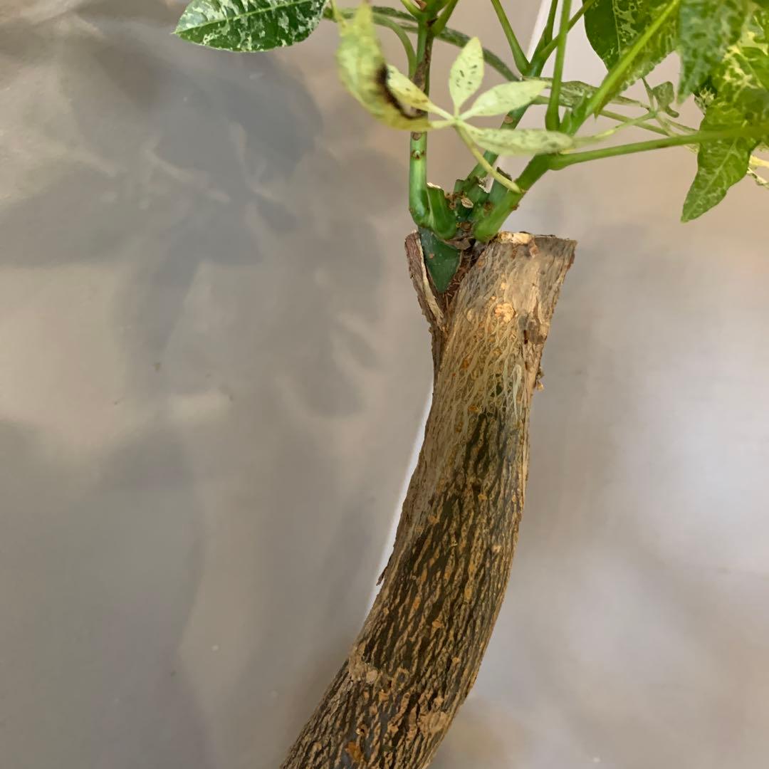 パキラ ミルキーウェイ 15