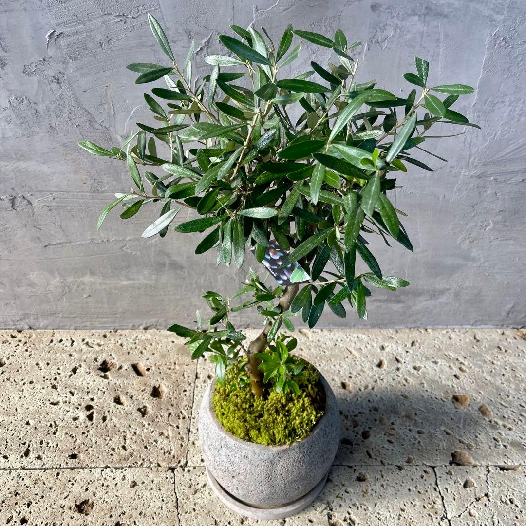 Souju オリーブ　【シプレッシーノ】　天然苔盆材仕立て　陶器鉢　植え込み発送