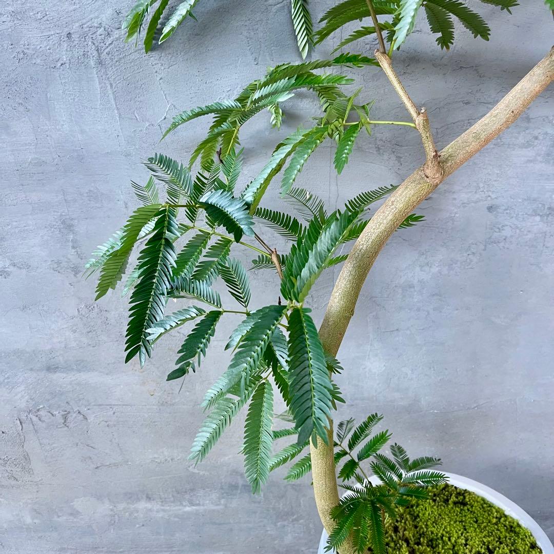 美形　大型　エバーフレッシュ　S字仕立て　天然苔　バルーン陶器鉢　植え込み発送