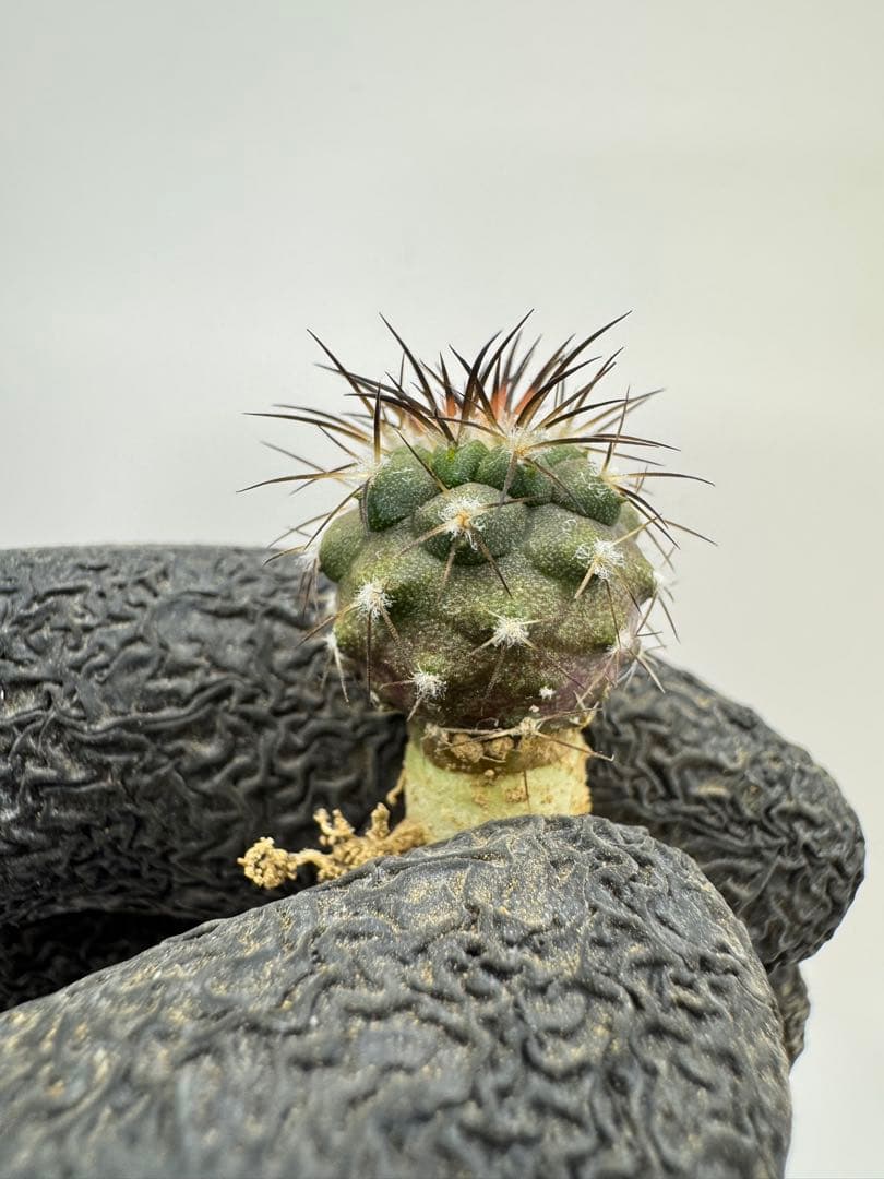 gyu様 リクエスト 5点 まとめ商品