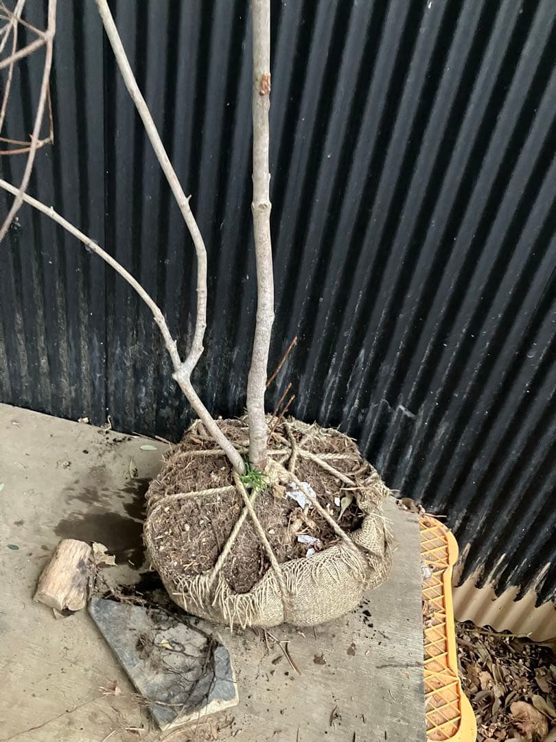 山採り　ドウダンツツジ　p