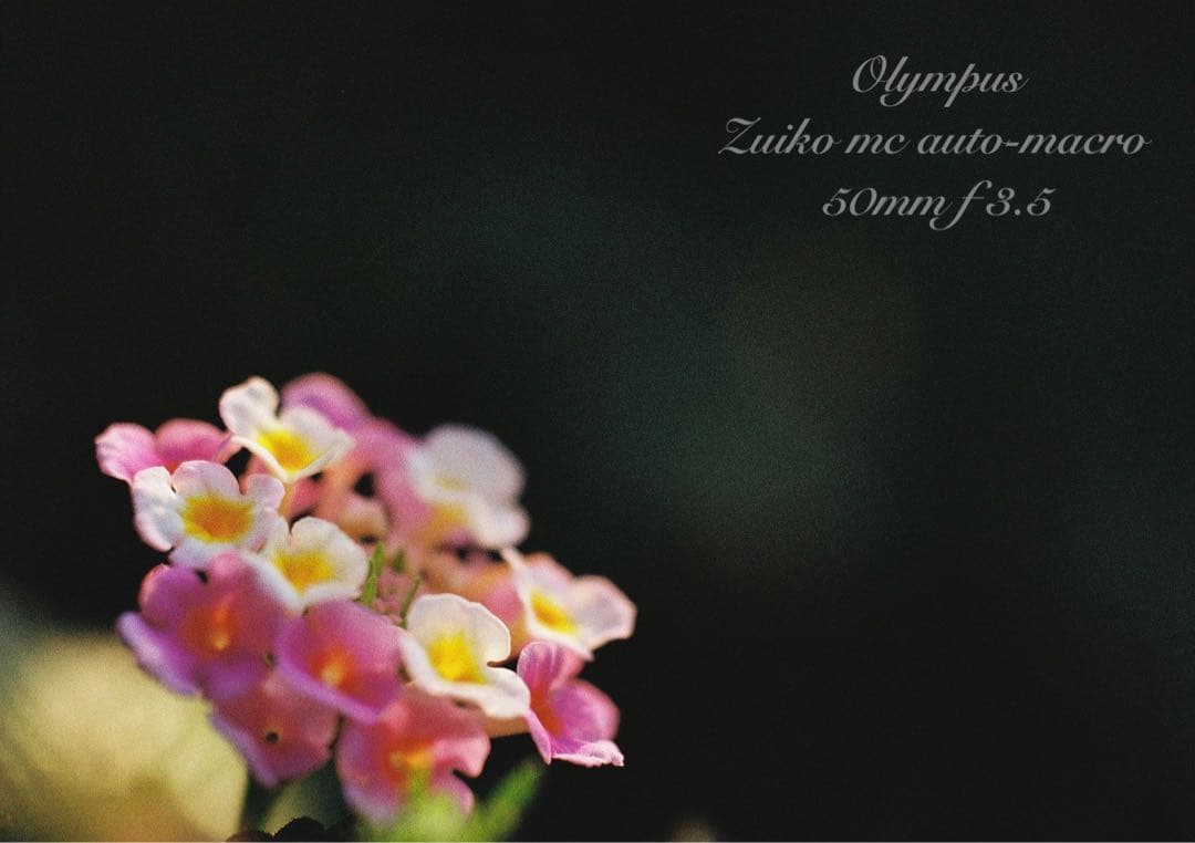 OLYMPUS OM-1／マクロレンズ★完動品＊美品＊初期保証★外装リザード本革