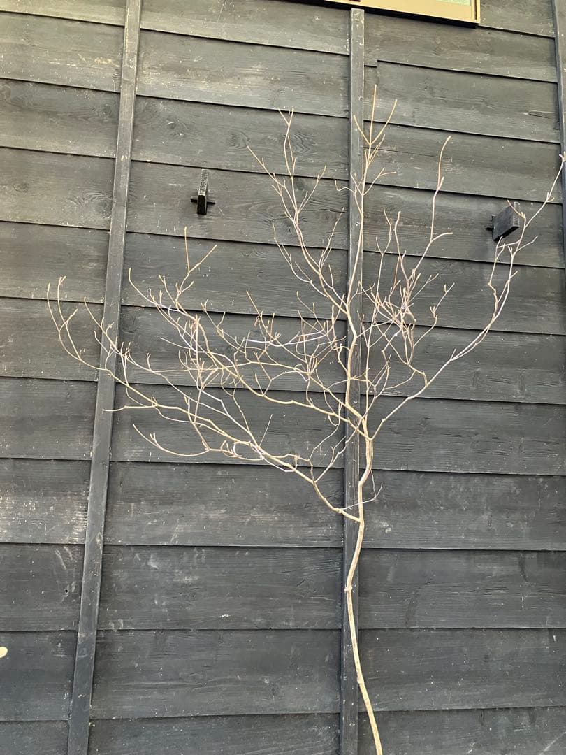 70 山採り　ミツバツツジ