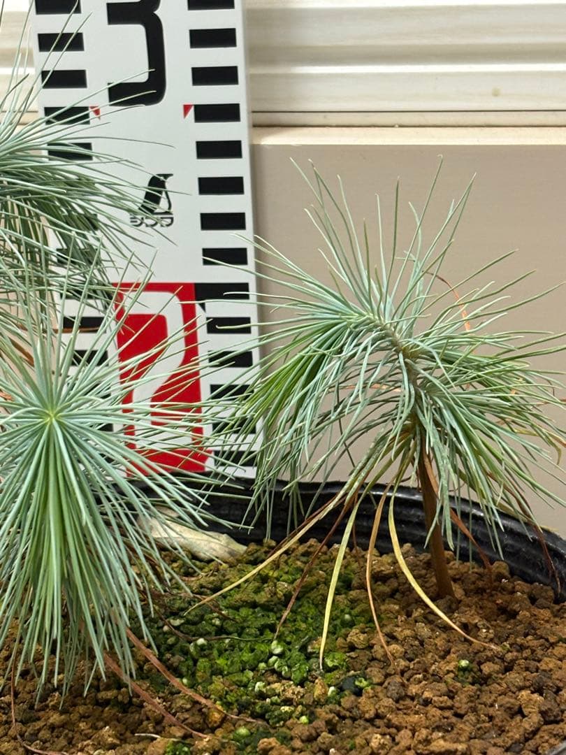 マルチネスピニョンマツ　6株