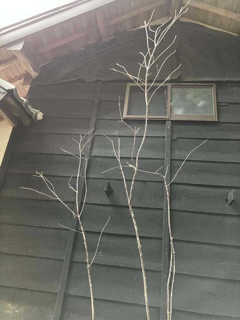 84 山採り　アオダモ