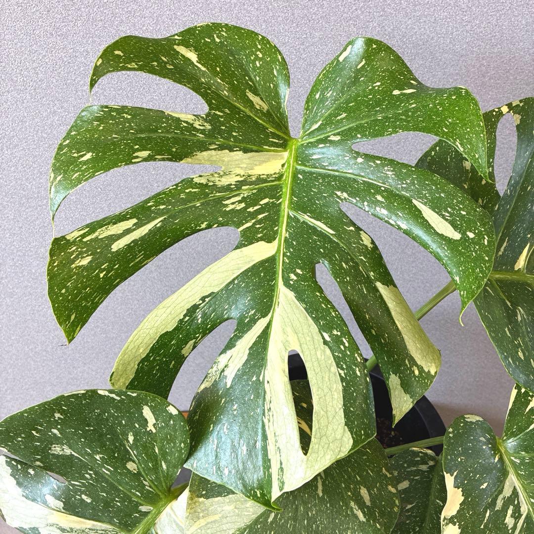 超希少❗️美株❗️サイズ大❗️モンステラ　タイコンステレーション✨