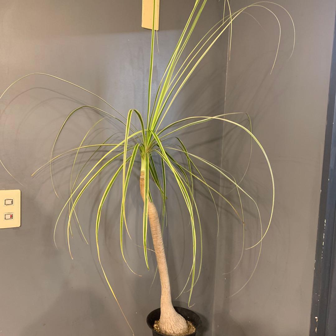 希少 斑入 トックリラン ノリナ ポニーテール 3