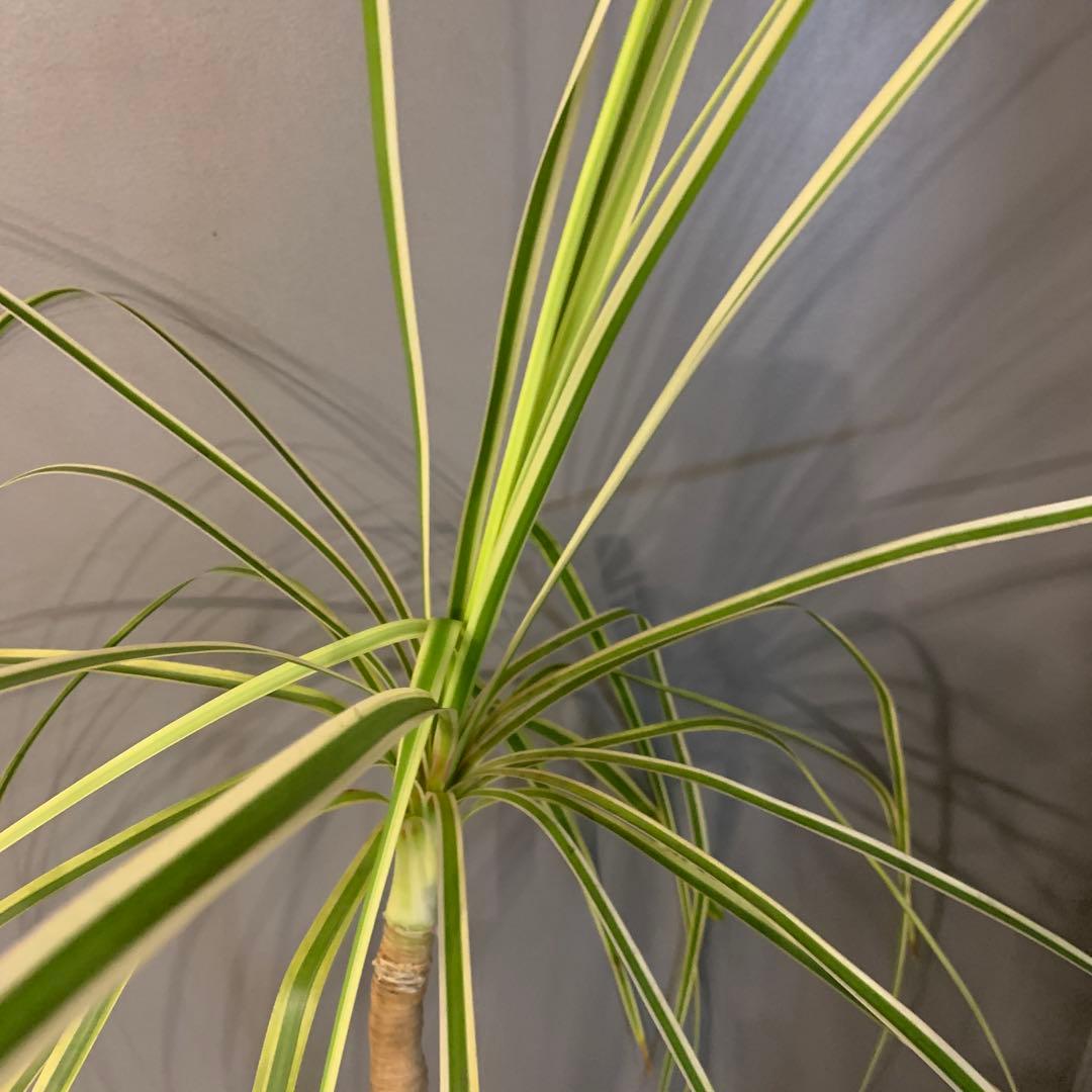 希少 斑入 トックリラン ノリナ ポニーテール 3