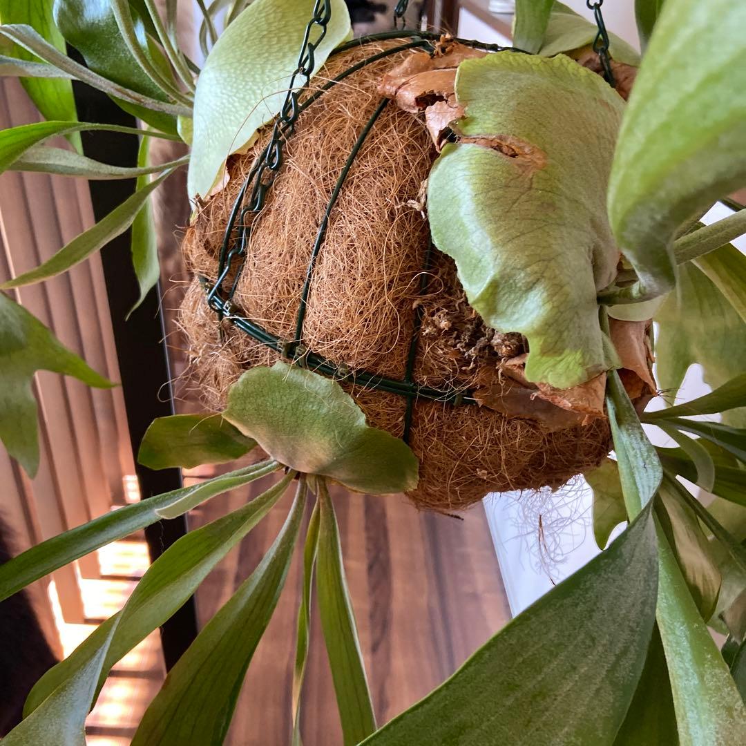 ビカクシダ 吊り鉢 大きめ 緑色