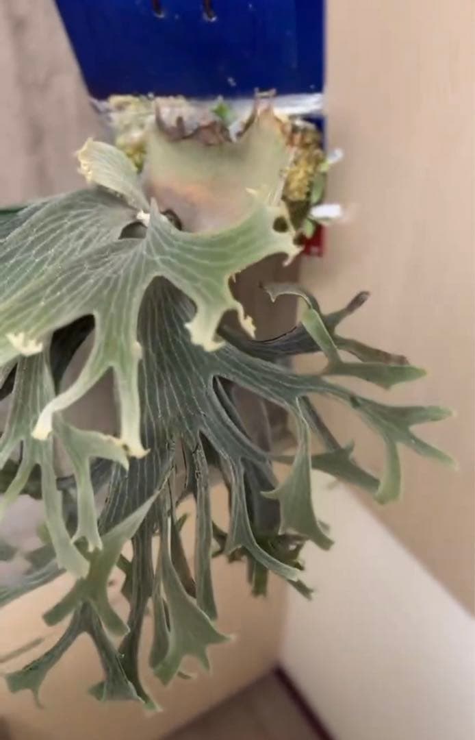 ビカクシダ P.Triceratops 三角龍（pup）