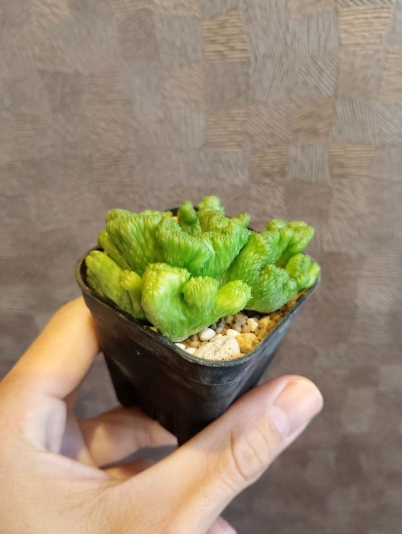 希少 ユーフォルビア オベサ 綴化 大