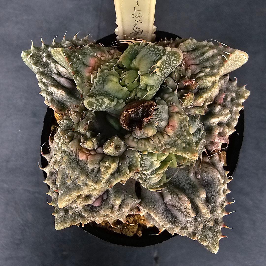 メルカリ便発送&ロウルサンコさんラベル付き☆フォーカリア コンクリートジャングル