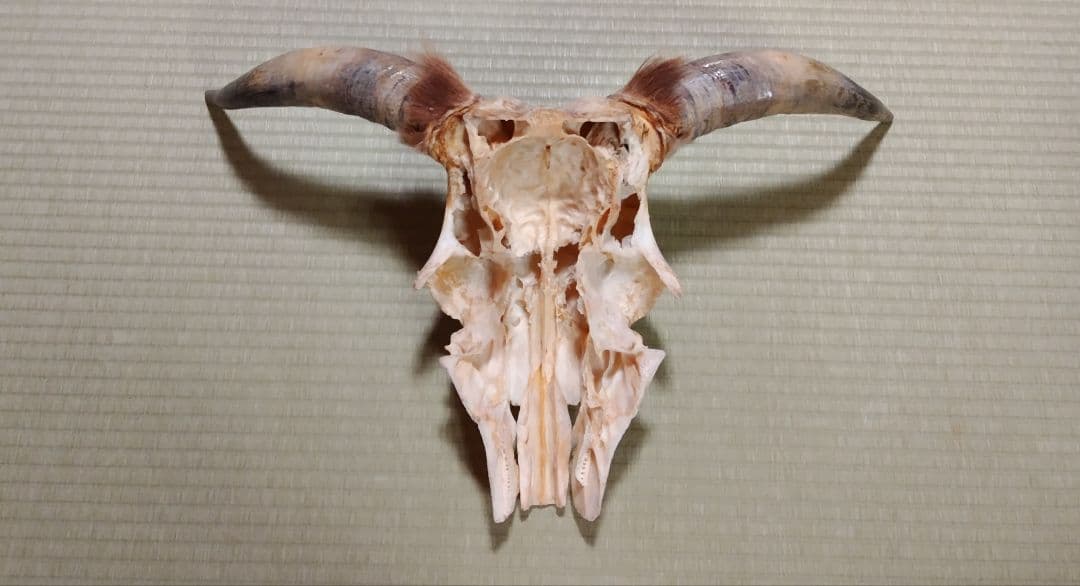 牛 頭骨