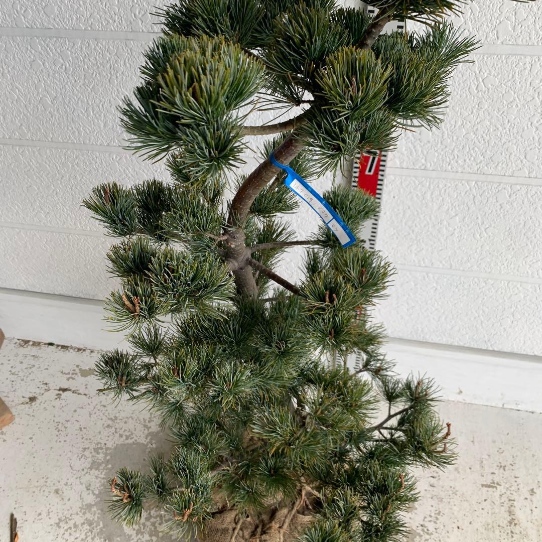 仕立て物　八房五葉松　約110cm【ゴヨウマツ/姫小松/盆栽】147019