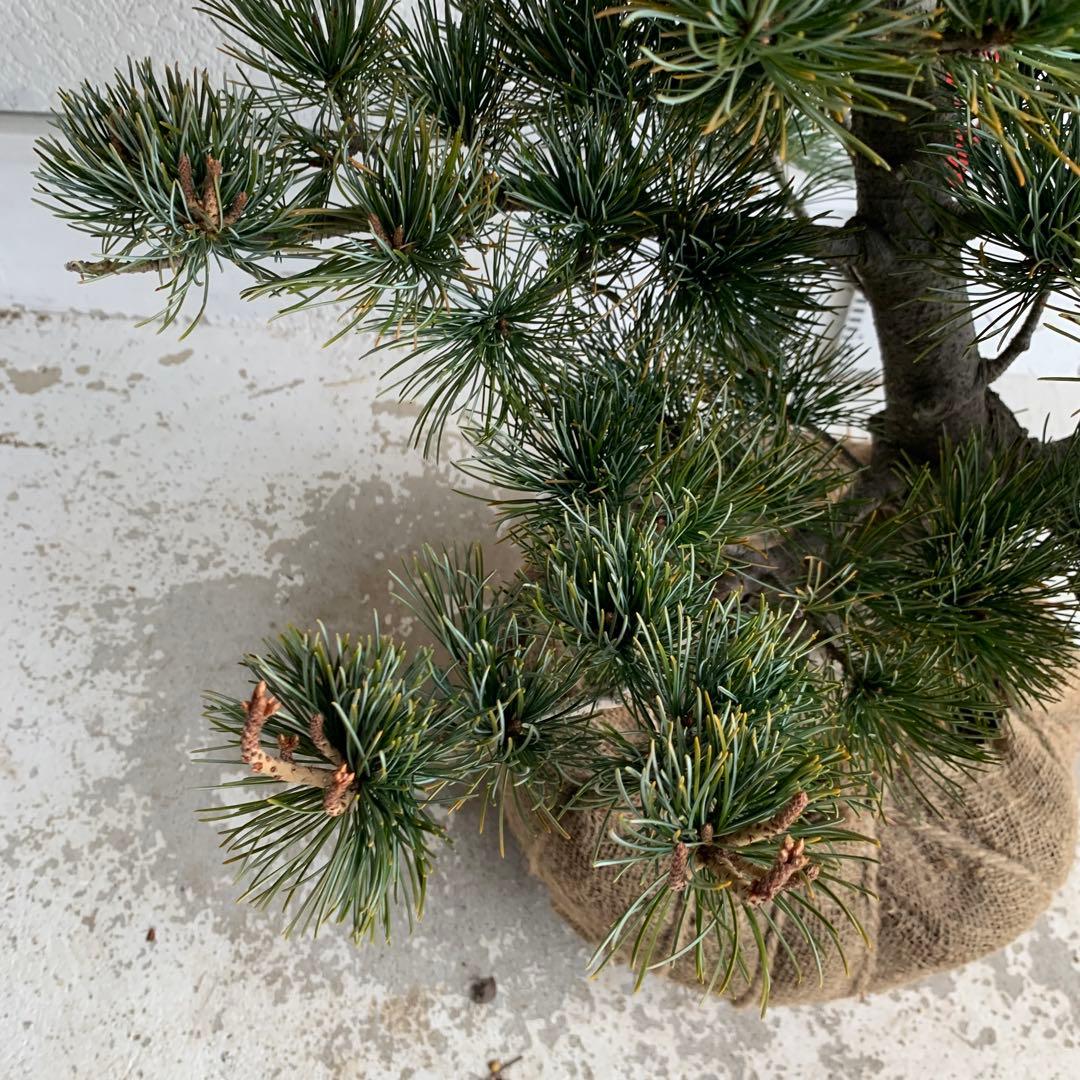 仕立て物　八房五葉松　約110cm【ゴヨウマツ/姫小松/盆栽】147019