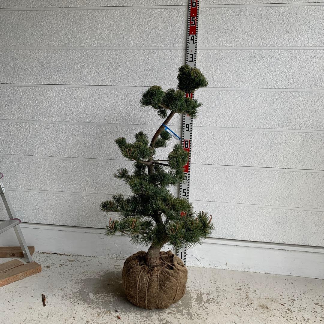 仕立て物　八房五葉松　約110cm【ゴヨウマツ/姫小松/盆栽】147019