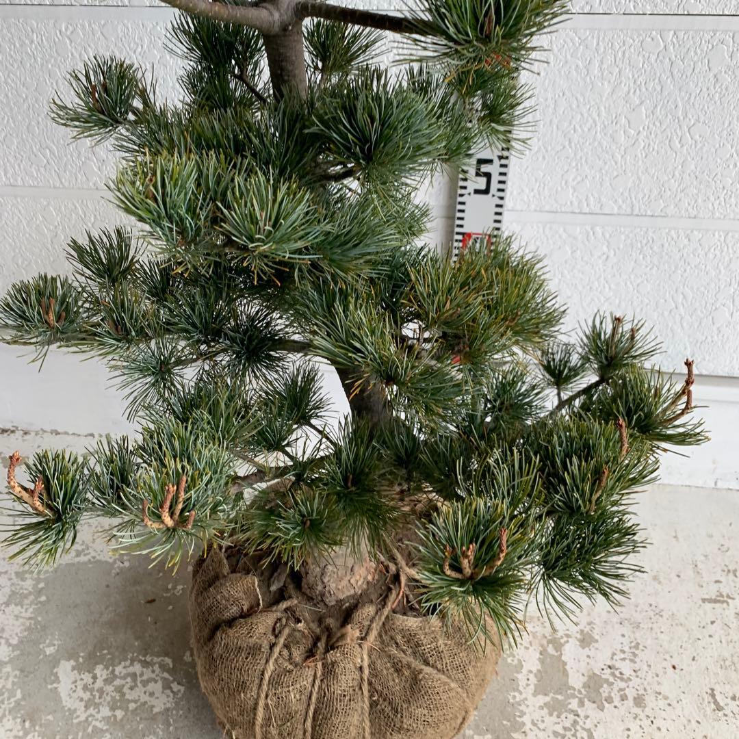 仕立て物　八房五葉松　約110cm【ゴヨウマツ/姫小松/盆栽】147019