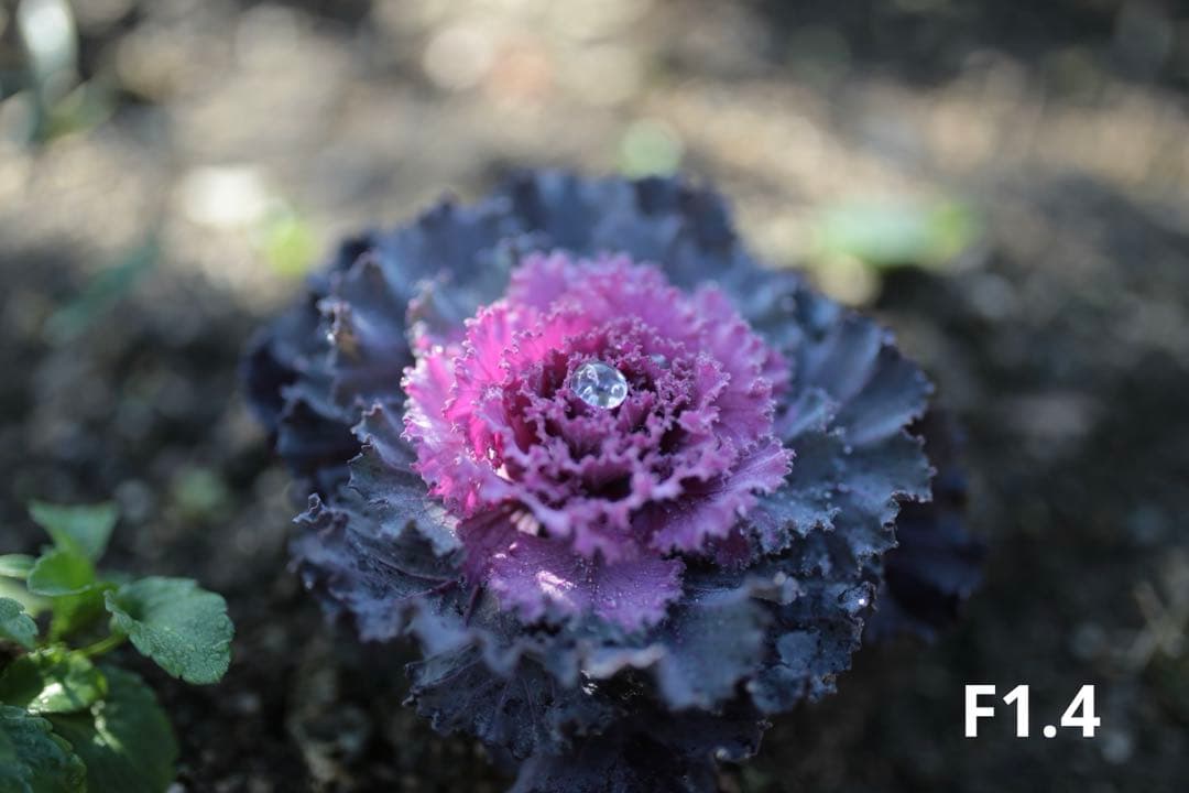 SIGMA 35mm F1.4 DG HSM (キヤノンEFマウント)